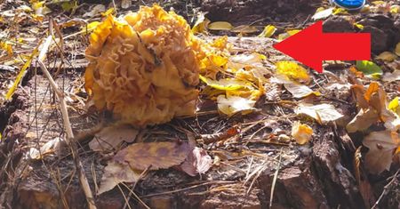 Zobaczył "leśny kalafior". Zrobił zdjęcie. "Pochwalcie się wiedzą"