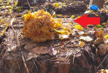 Zobaczył "leśny kalafior". Zrobił zdjęcie. "Pochwalcie się wiedzą"