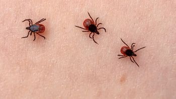 Ukąszenia kleszczy? Feromony mrówek mogą okazać się skuteczną barierą