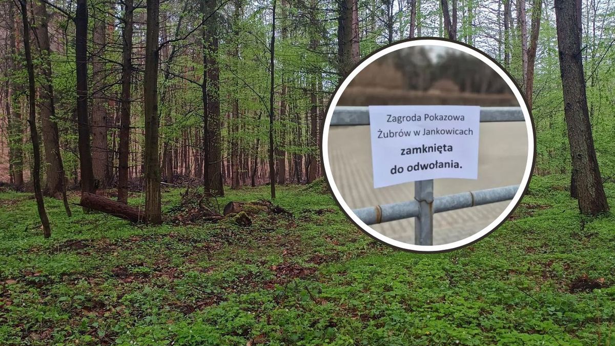 Informacja wywołała popłoch wśród turystów. Leśnicy tłumaczą