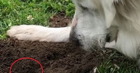 Pies czekał przy dziurze w ziemi. Wtedy to się stało. Hitowe nagranie