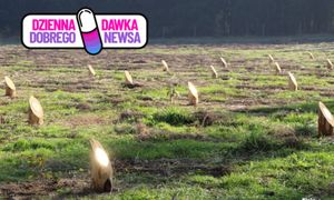 Wyjątkowa pamiątka pozostawiona w lesie. Leśnicy ogłaszają