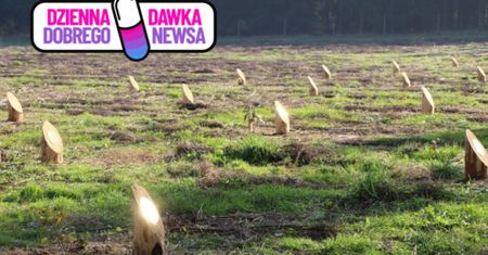 Wyjątkowa pamiątka pozostawiona w lesie. Leśnicy ogłaszają