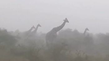 Co robią żyrafy w trakcie ulewy? Nagranie obiegło świat
