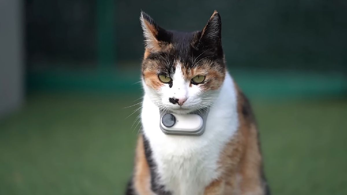 Twórcy akcesoriów filmowych mają w ofercie specjalne mocowania dla zwierząt.