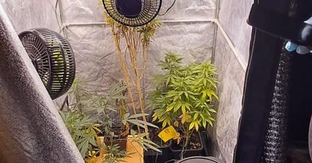Plantacja marihuany w mieszkaniu w Lublinie! 35-latek w rękach policji