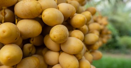 Suszone robią furorę w kuchni. Mało kto ma pojęcie, jak smakują świeże