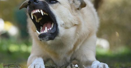 Dwa psy pogryzły innego czworonoga. Właściciel dostał surowy mandat