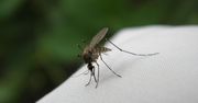 Czy komary mogą przenosić koronawirusa? Opublikowano pełne wyniki badań