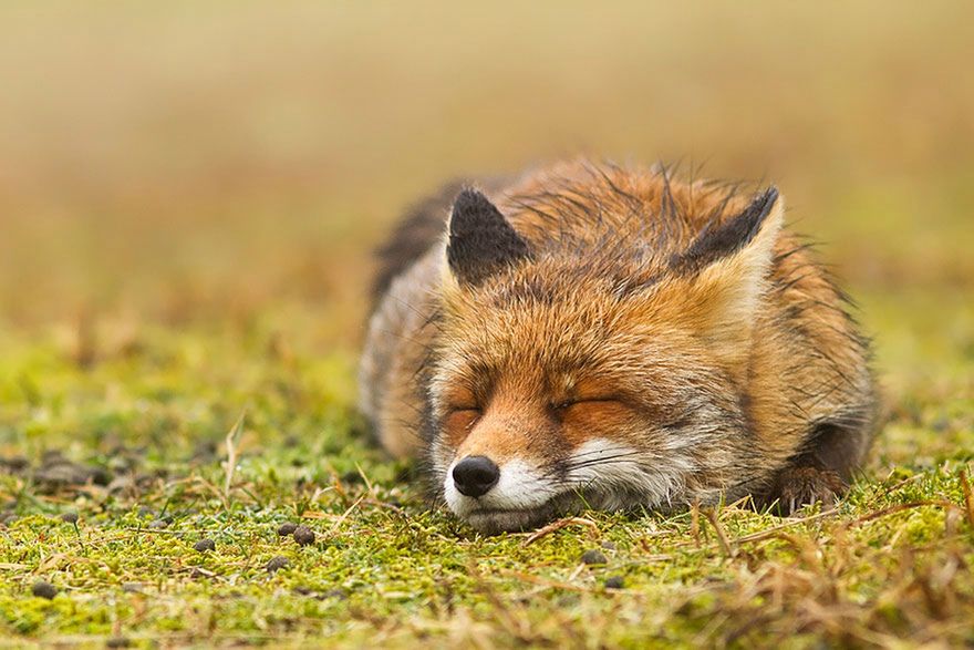 Jak robi lis? Czyli dzikie lisy Roeselien Raimond 12
