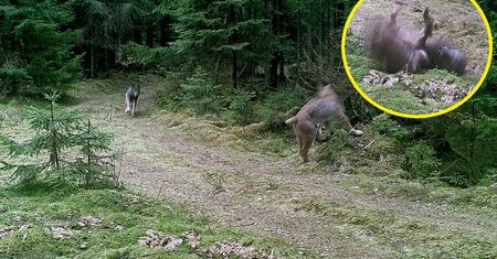 To nie fotomontaż. "Natura jest niesamowita"