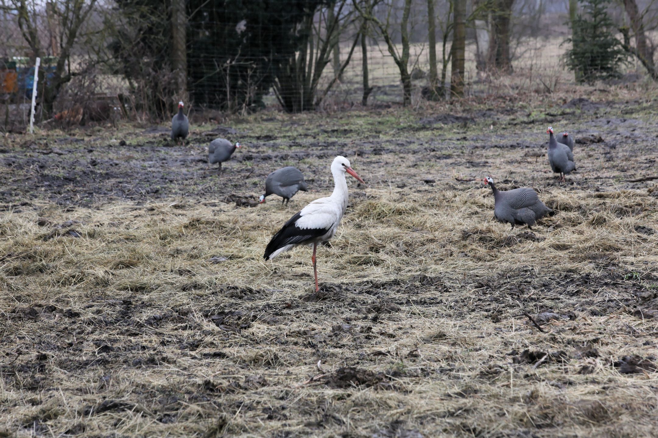 Bocian w lubuskim