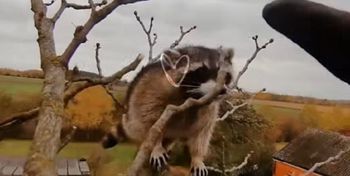 Nowy Białynin: Strażacy wezwani do niezidentyfikowanego zwierzęcia