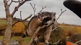 Nowy Białynin: Strażacy wezwani do niezidentyfikowanego zwierzęcia