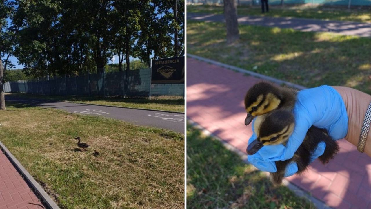 Kacza rodzina w opałach - pomógł mieszkaniec i strażnicy miejscy!