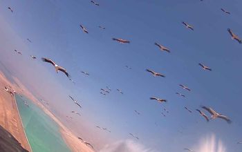 Zdjęcia z kamer są niesamowite. Setki bocianów w czasie lotu z Afryki