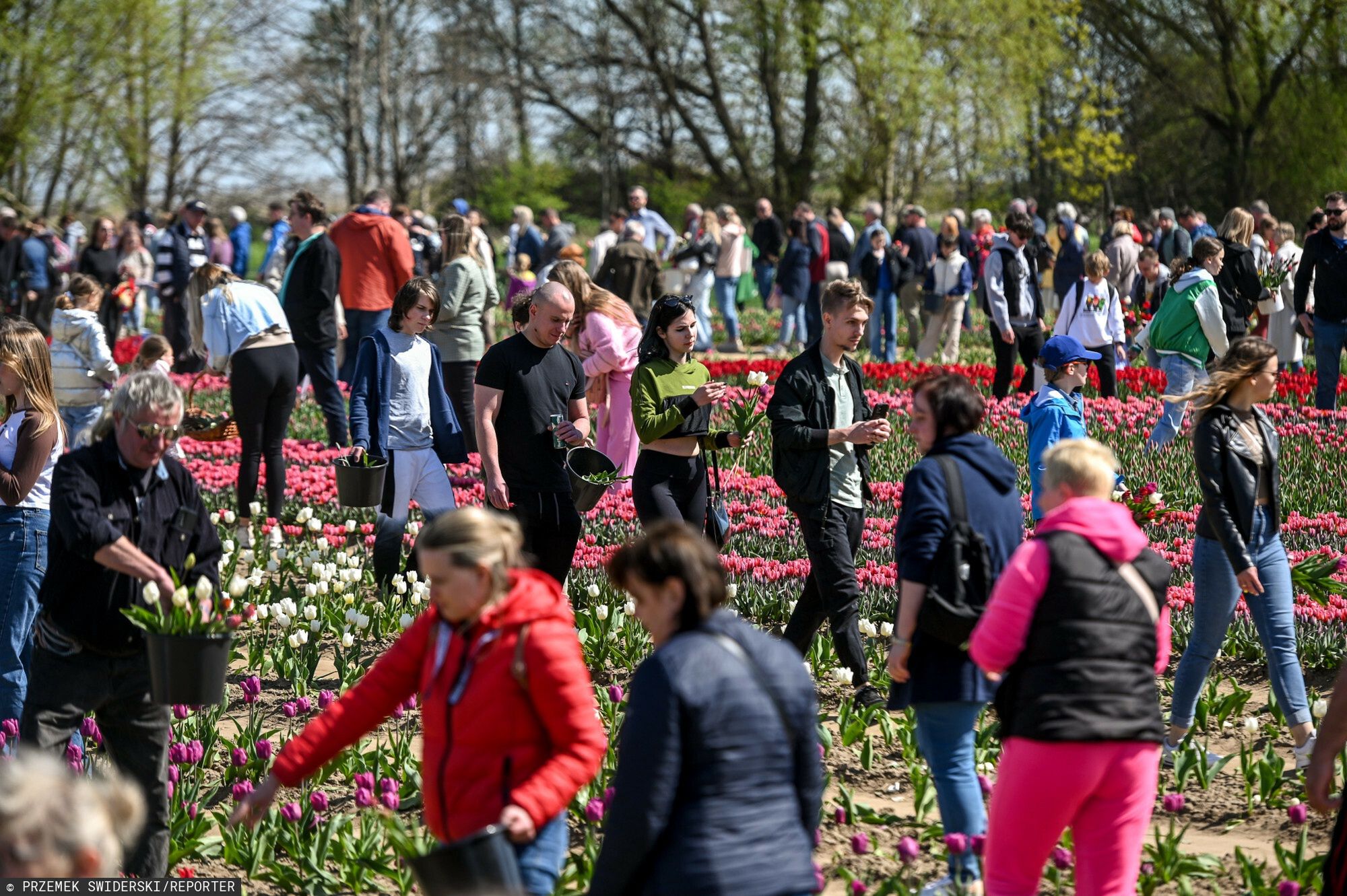W okresie, gdy kwitną tulipany, do Błotnika na Żuławach zjeżdżąją tłumy ludzi 