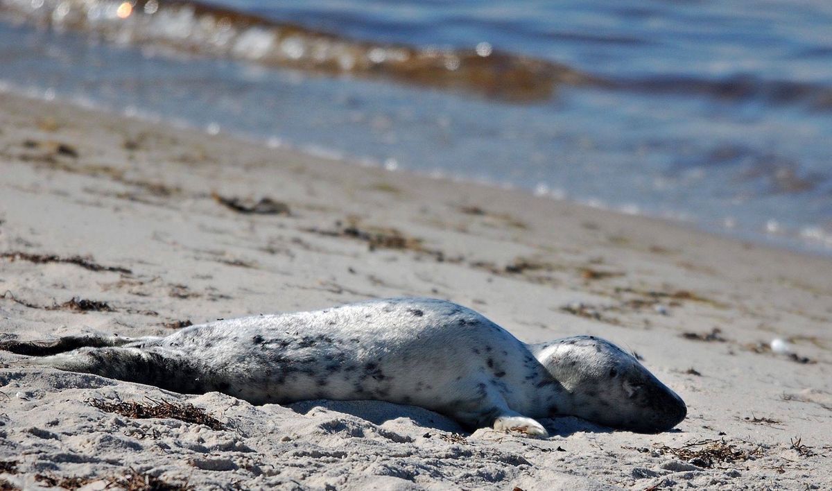 Gdynia. Turyści atakują foki na plaży