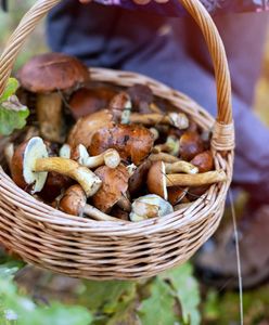 500 zł za kilogram. Ceny grzybów w internecie wystrzeliły