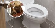 Wlej do toalety. Wyżre cały brud w mig