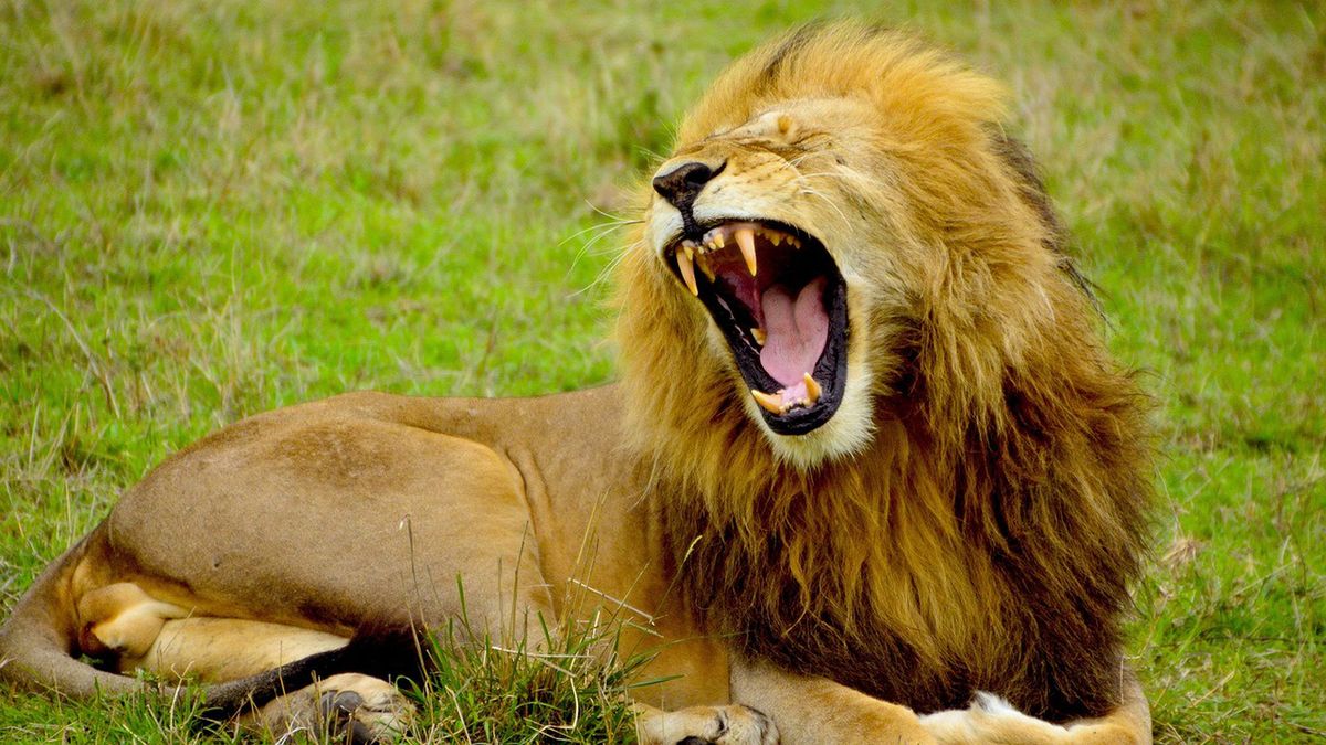 Lew zaatakował 14-latkę