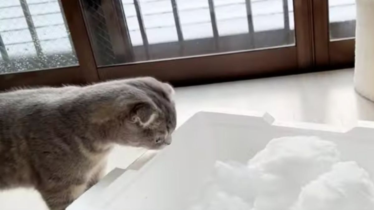 kot śnieg zwierzęta zwierzę