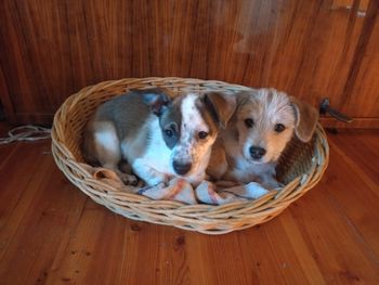 Konin: Uratowane z klatki na targowisku. Szczeniaki szukają domu