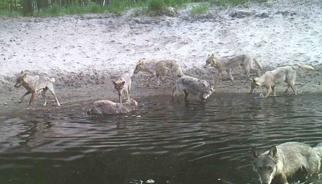 Wataha wilków walczy z upałem. Fotopułapka uchwyciła niezwykłą scenę na Kujawach