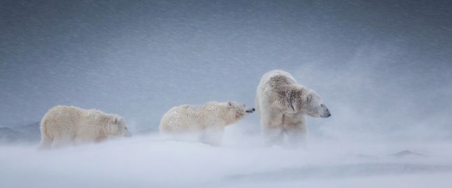 Fotografia autorstwa Judith Conning prezentuje poruszającą cenę zmagań trzech niedźwiedzi polarnych z burzą śnieżną. Autorce należy się dodatkowe uznanie za sfotografowanie dynamiki i umiejętność połączenia zdjęc w panoramę.