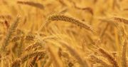 Ceny pszenżyta. Duże różnice w regionach i zamknięte skupy do końca sierpnia