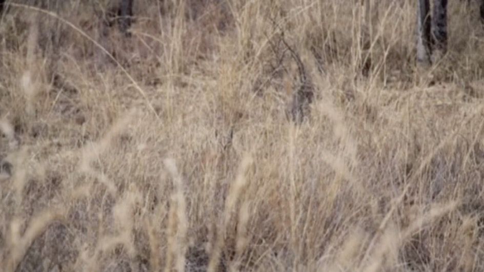 Czy uda ci się znaleźć zwierzę w mniej niż 10 sekund?