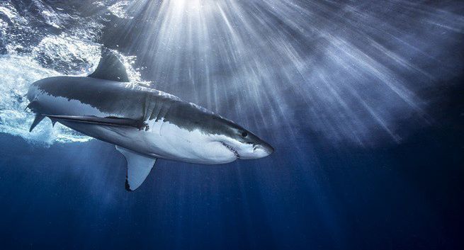 „Rekin” w BBC Earth