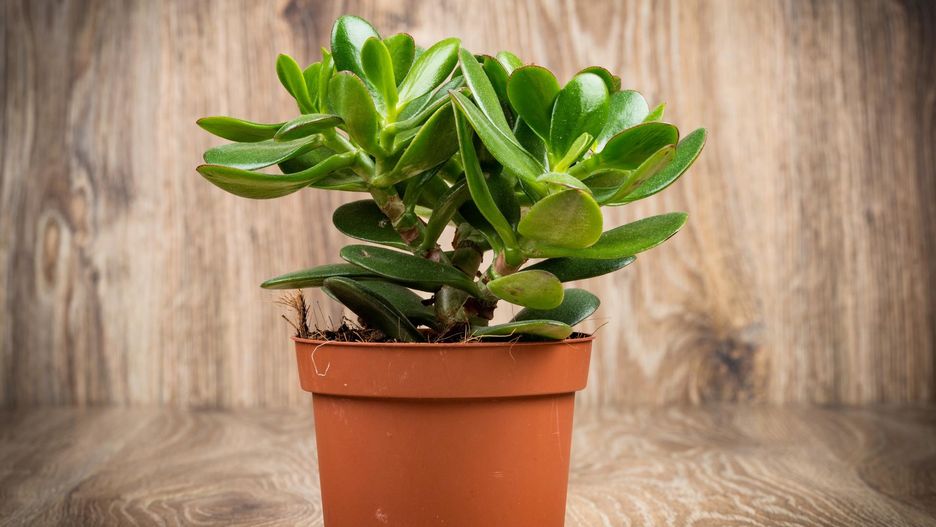 Grubosz oprócz dekoracji w domu, jest także rośliną leczniczą. Pomoże zwalczyć wiele dolegliwości.