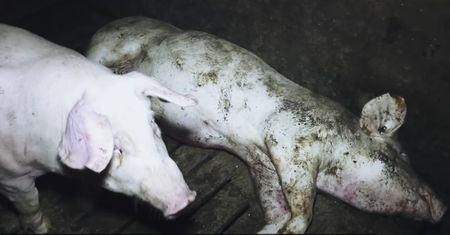 Niemcy. Afera w zakładzie mięsnym. Skandaliczne traktowanie świń