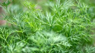 Koper ogrodowy: Marzec i kwiecień to idealny czas na wysiew nasion