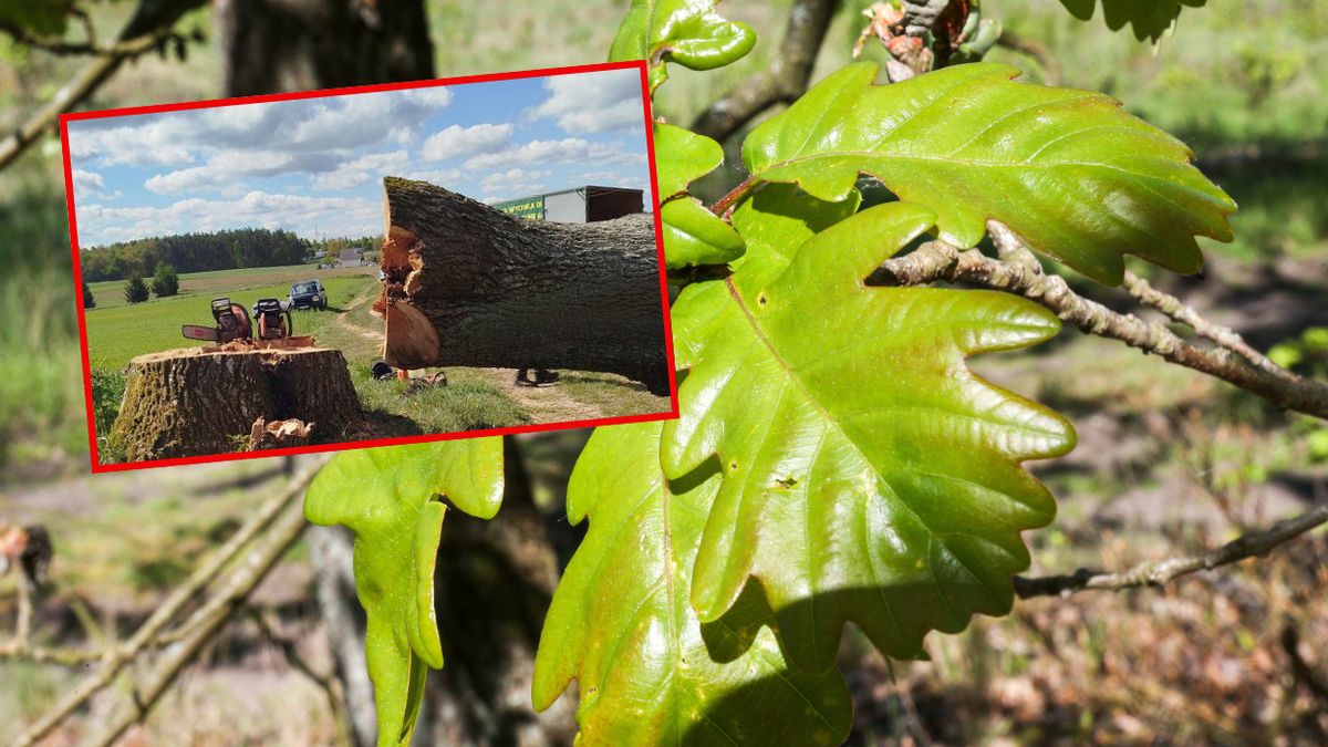 Dąb, który miał 300 lat, został wycięty