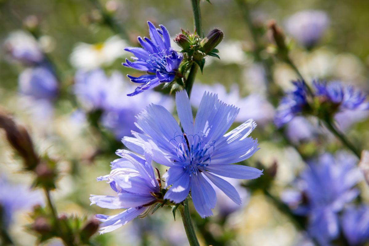 Kwiaty cykorii podróżnik