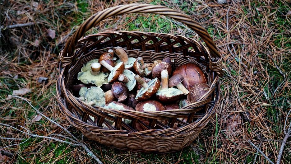 Włoscy strażnicy skrupulatnie kontrolują grzybiarzy.