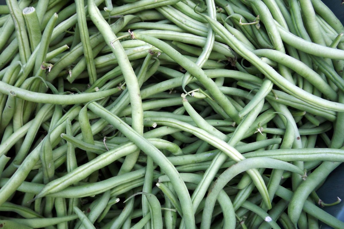 Green beans - health and delicious taste