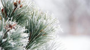 Lubelskie: Ostrzeżenie IMGW przed przymrozkami