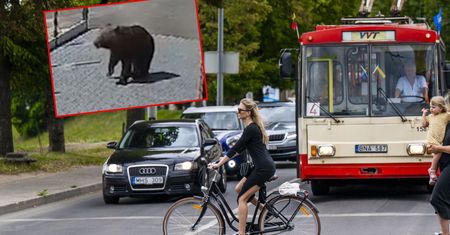 Niedźwiedzica na przedmieściach Wilna. Znalazła sojusznika