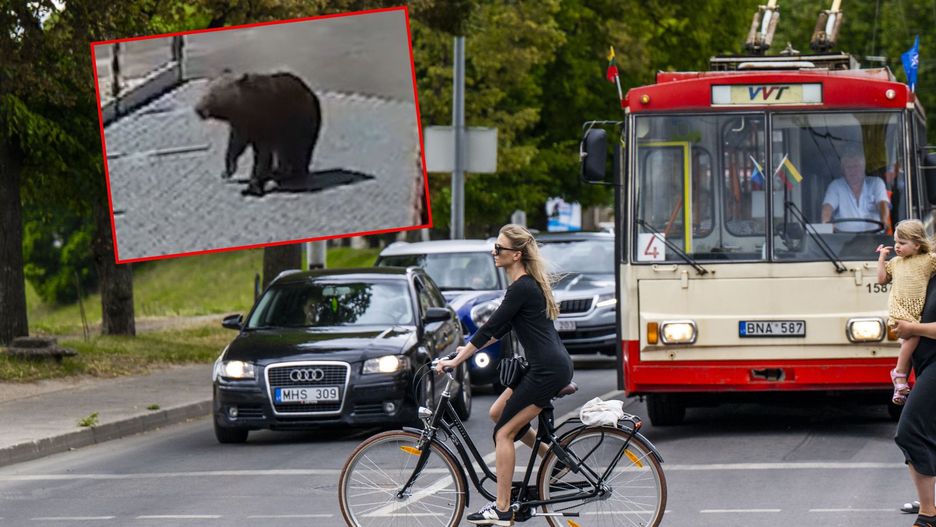Niedźwiedzica na przedmieściach Wilna. Znalazła sojusznika