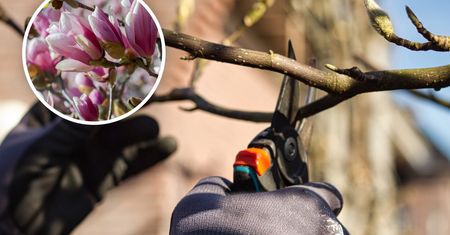 Kiedy przycinać magnolie? Wiele osób robi ten błąd