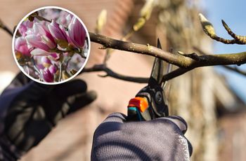 Kiedy przycinać magnolie? Wiele osób robi ten błąd