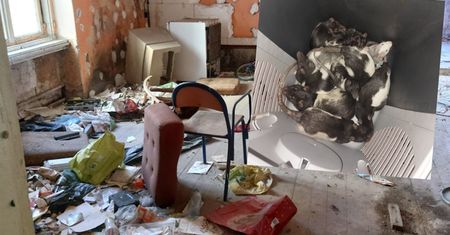 Dziury w ścianach i podłogach. Szczury opanowały kamienicę w centrum Szczecina