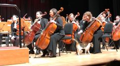 Skradł całe show. Kot chciał być w centrum uwagi