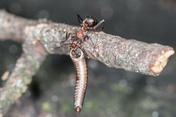 Groźne gąsienice na granicy Śląska. W tych miejscach trzeba uważać
