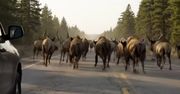 Superwulkan Yellowstone grozi erupcją? Eksperci komentują viralowe nagrania