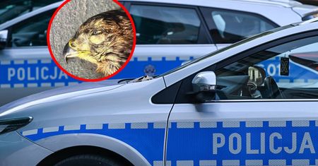 Zabito chronionego drapieżnika. 62-latek stanie przed sądem