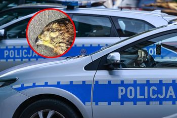 Zabito chronionego drapieżnika. 62-latek stanie przed sądem